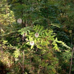 Clematis alpina sibirica