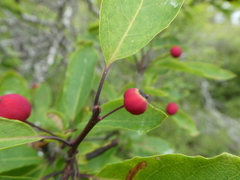 Ilex mucronata