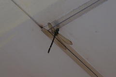 Polycanthagyna melanictera