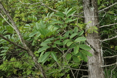 Toxicodendron vernix