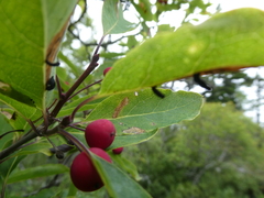 Ilex mucronata