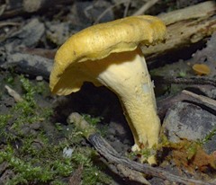 Cantharellus