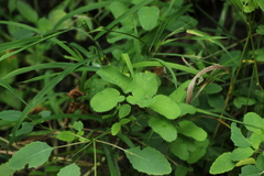 Sanguisorba canadensis