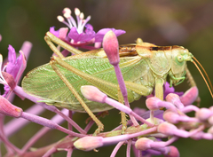 Tettigonia cantans
