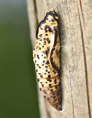 Aporia crataegi