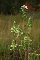 Pedicularis lanceolata