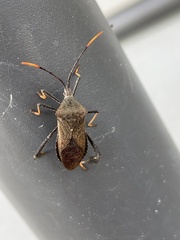 Acanthocephala terminalis