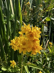 Lysimachia vulgaris