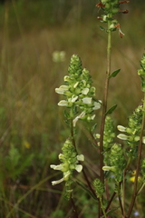 Pedicularis lanceolata
