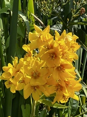 Lysimachia vulgaris