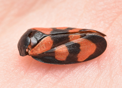 Cercopis vulnerata