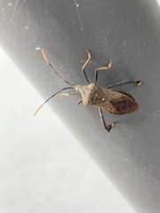 Acanthocephala terminalis