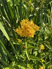 Lysimachia vulgaris