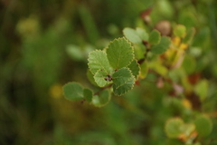 Betula pumila