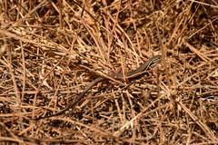 Psammodromus algirus