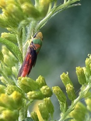 Graphocephala
