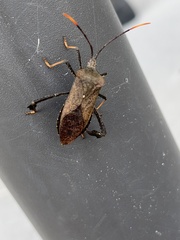 Acanthocephala terminalis