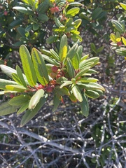 Frangula californica