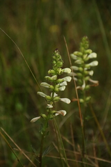 Pedicularis lanceolata