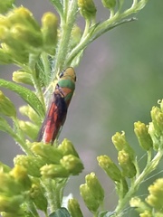 Graphocephala