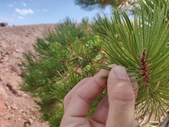 Pinus contorta murrayana