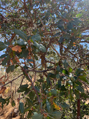 Quercus × jolonensis