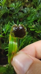 Elaphoglossum peltatum