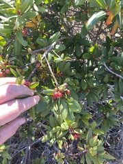 Frangula californica