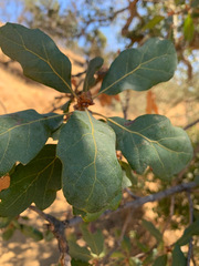 Quercus × jolonensis
