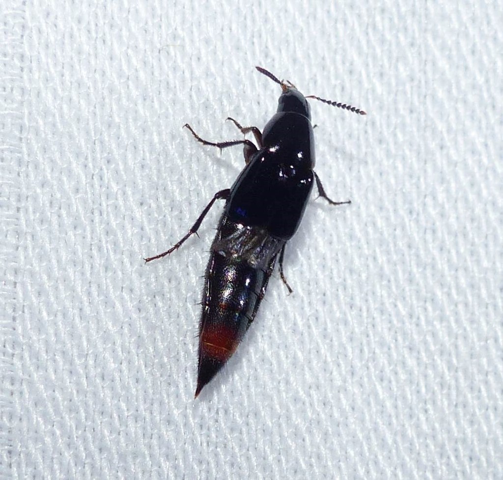 Black Lordithon Rove Beetle