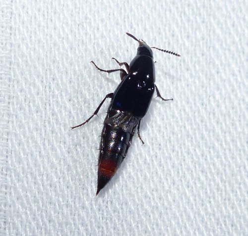 Black Crab-like Rove Beetle