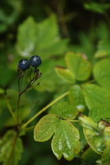 Caulophyllum thalictroides