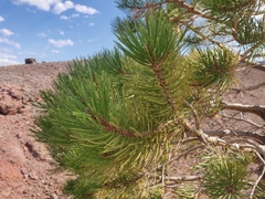 Pinus contorta murrayana