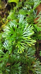 Elaphoglossum peltatum