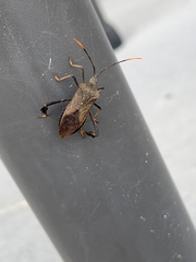 Acanthocephala terminalis