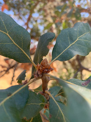 Quercus × jolonensis