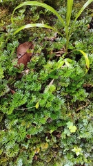 Elaphoglossum peltatum