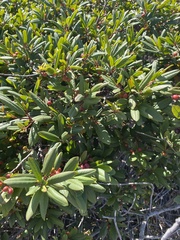 Frangula californica
