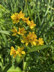 Lysimachia vulgaris