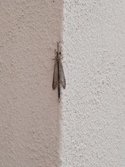 Brachynemurus