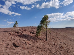 Pinus contorta murrayana