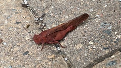 Dissosteira carolina