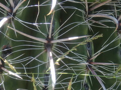 Ferocactus wislizeni