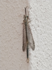 Brachynemurus