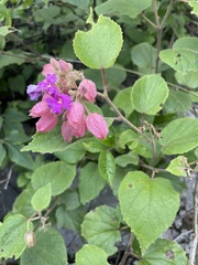 Physodium corymbosum