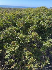 Frangula californica