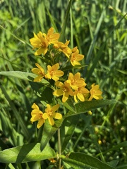 Lysimachia vulgaris