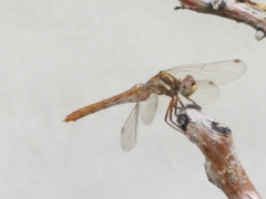 Sympetrum pallipes