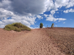 Pinus contorta murrayana