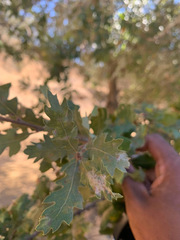 Quercus × jolonensis